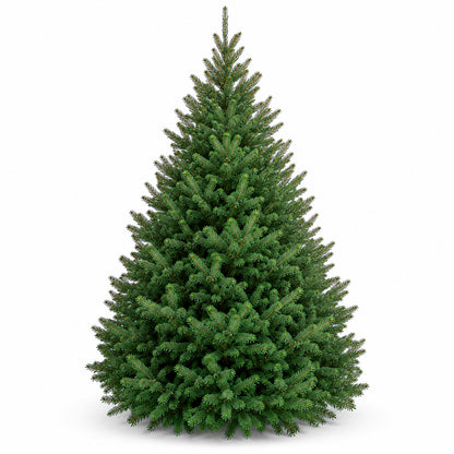 Sapin baumier