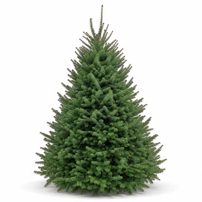 Sapin baumier
