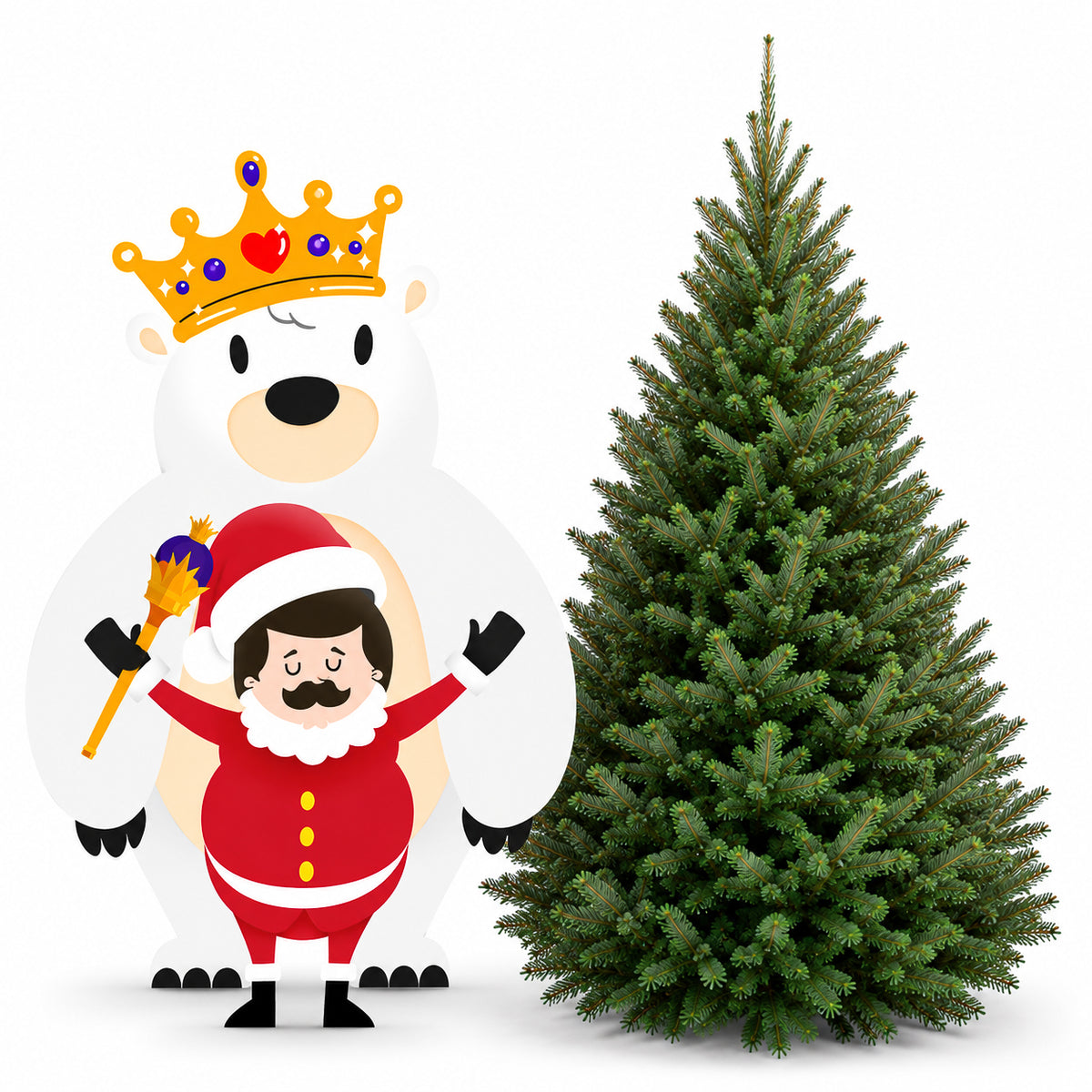 Sapin baumier