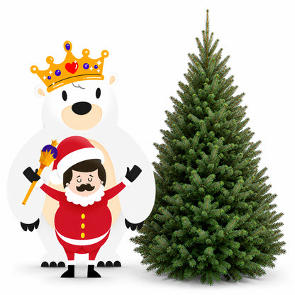 Sapin baumier