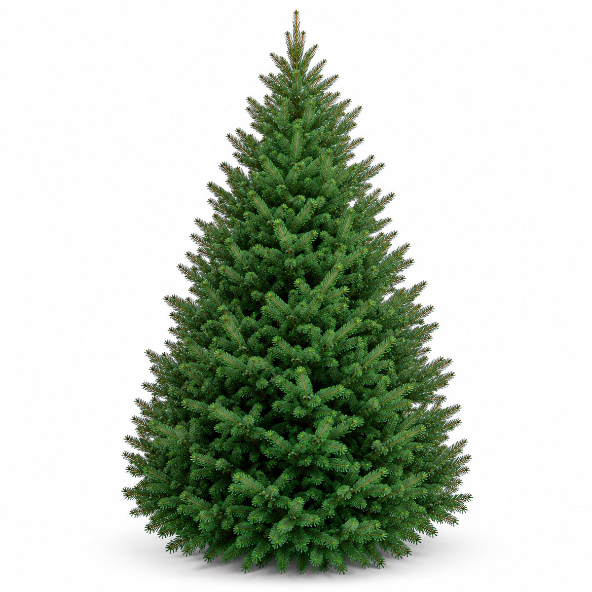 Sapin baumier
