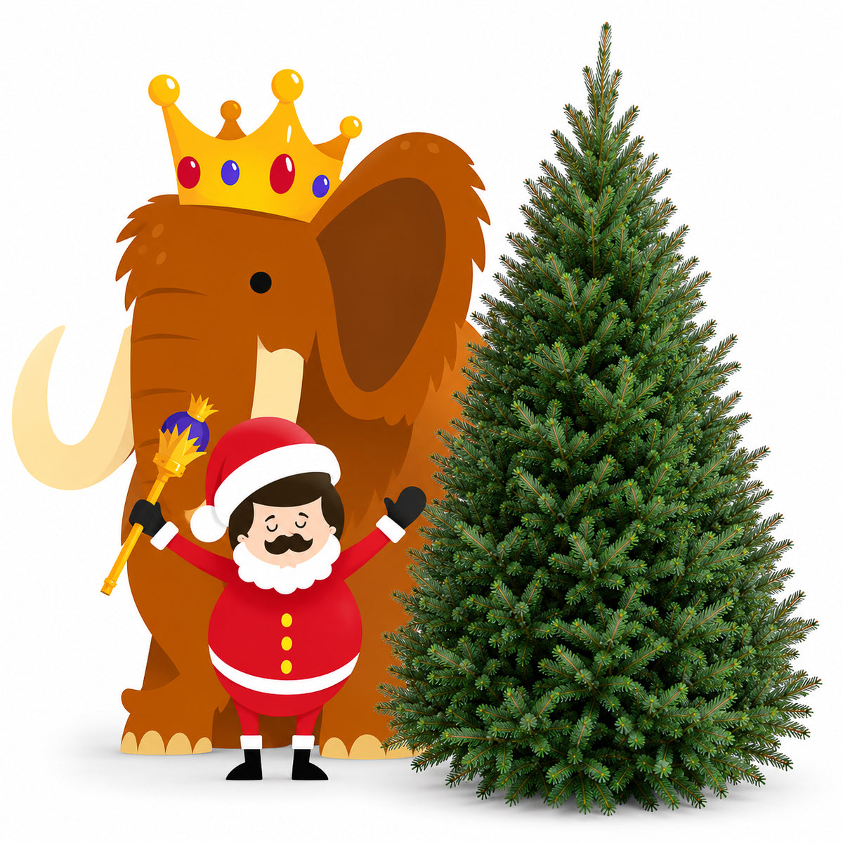 Sapin baumier