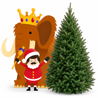 Sapin baumier