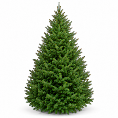Sapin baumier