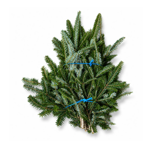 Bouquet de branches de sapins baumier sur fond blanc