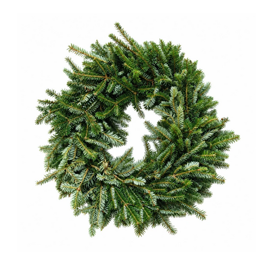 Couronne de sapin fraser sur fond blanc
