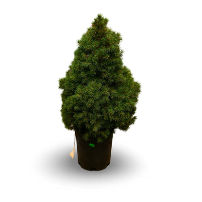 Épinette Blanche Conique (Picea glauca ‘Conica’)