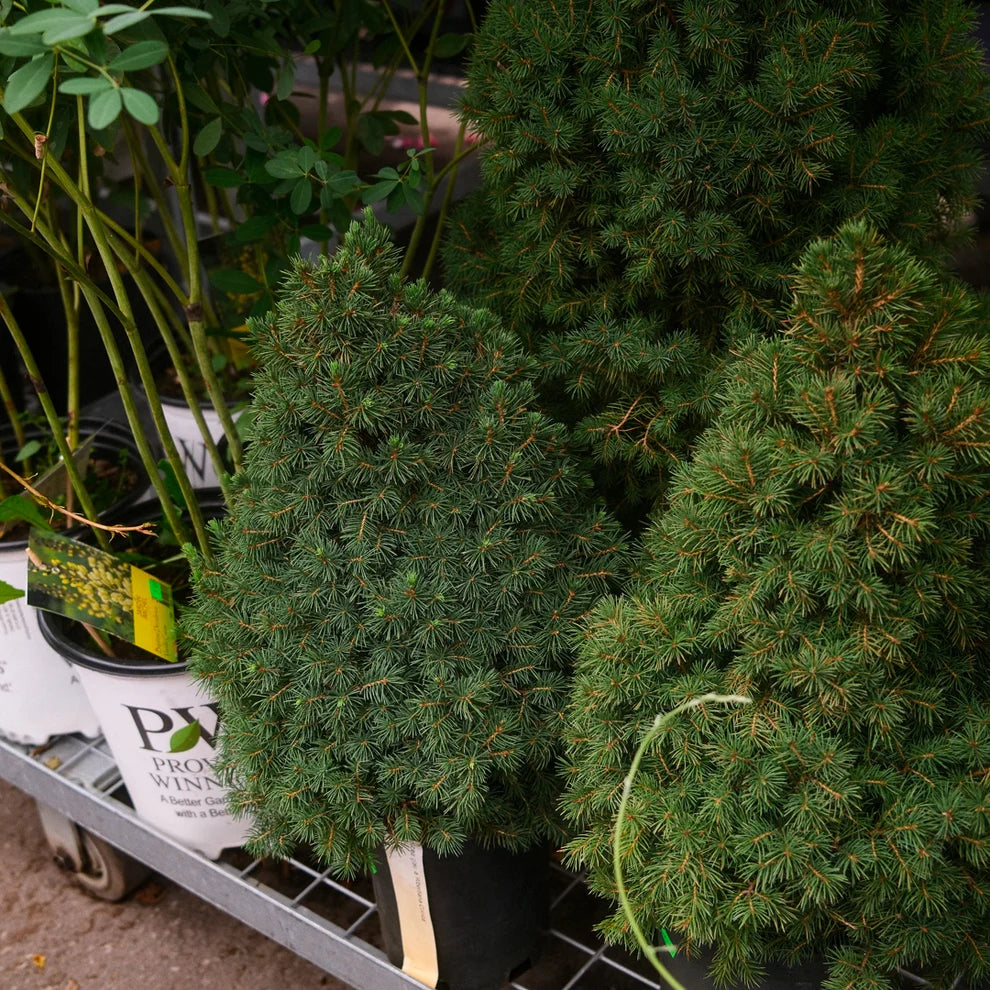 Épinette Blanche Conique (Picea glauca ‘Conica’)