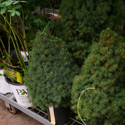 Épinette Blanche Conique (Picea glauca ‘Conica’)