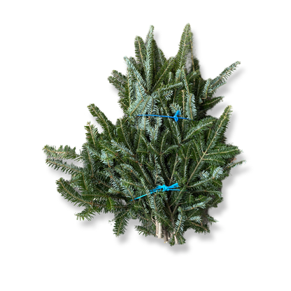 Freshly Cut Balsam Fir Branches