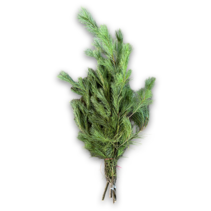 Freshly Cut Pine Branches Bundle