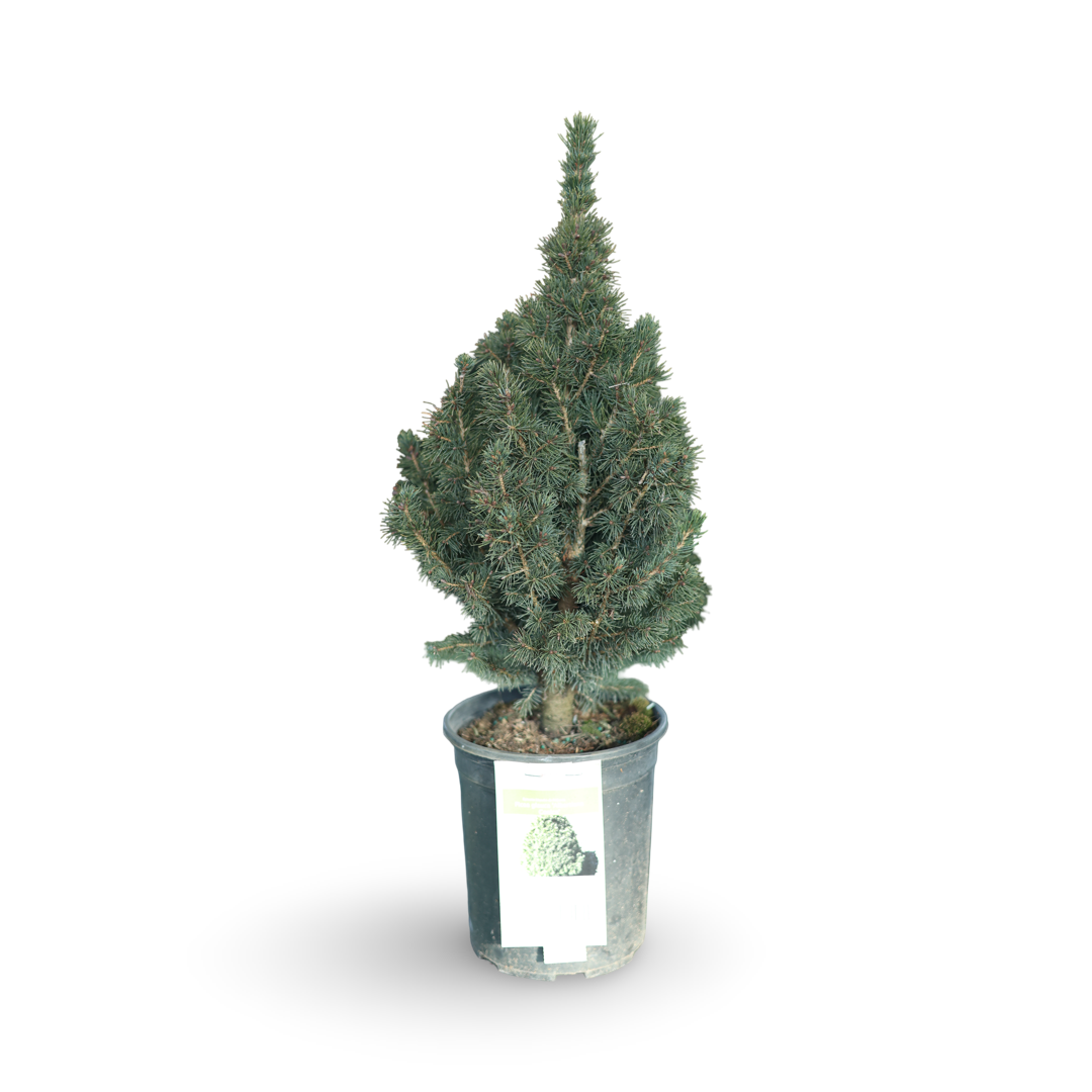 Freshly Cut Balsam Fir Branches