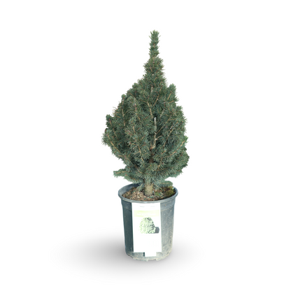 Freshly Cut Balsam Fir Branches