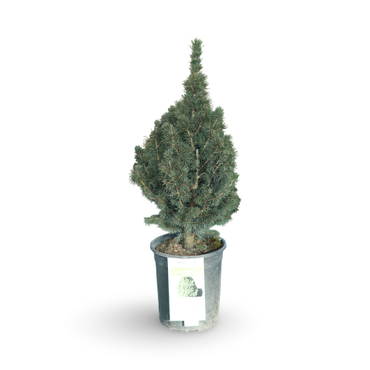 Freshly Cut Balsam Fir Branches