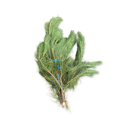 Branches de Pin Rouge - Paquet Fraîchement Coupé