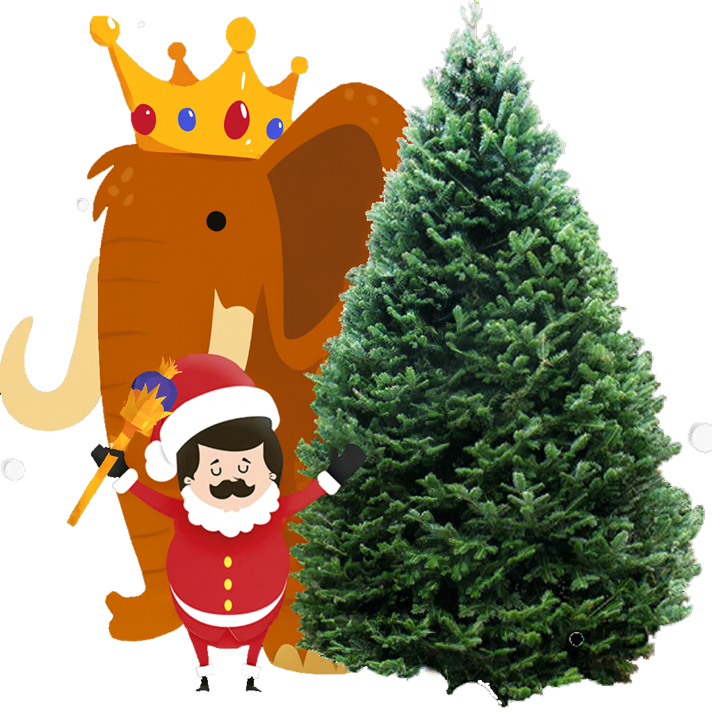 Sapin baumier