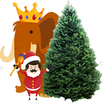 Sapin baumier