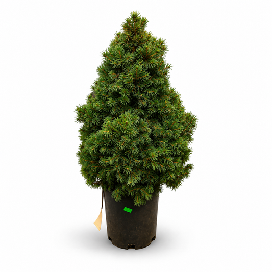 Petit conifère en pot noir sur fond blanc - épinette blanche conique de l'alberta