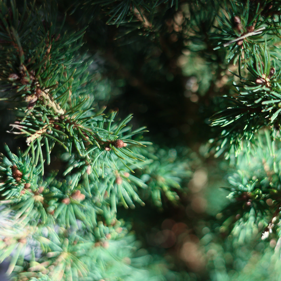 Freshly Cut Balsam Fir Branches