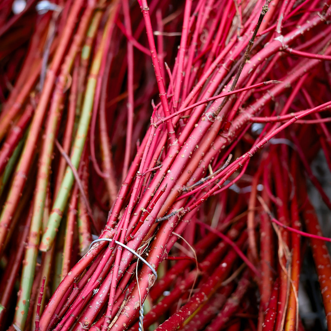 Freshly Cut Dogwood Branches Bundle