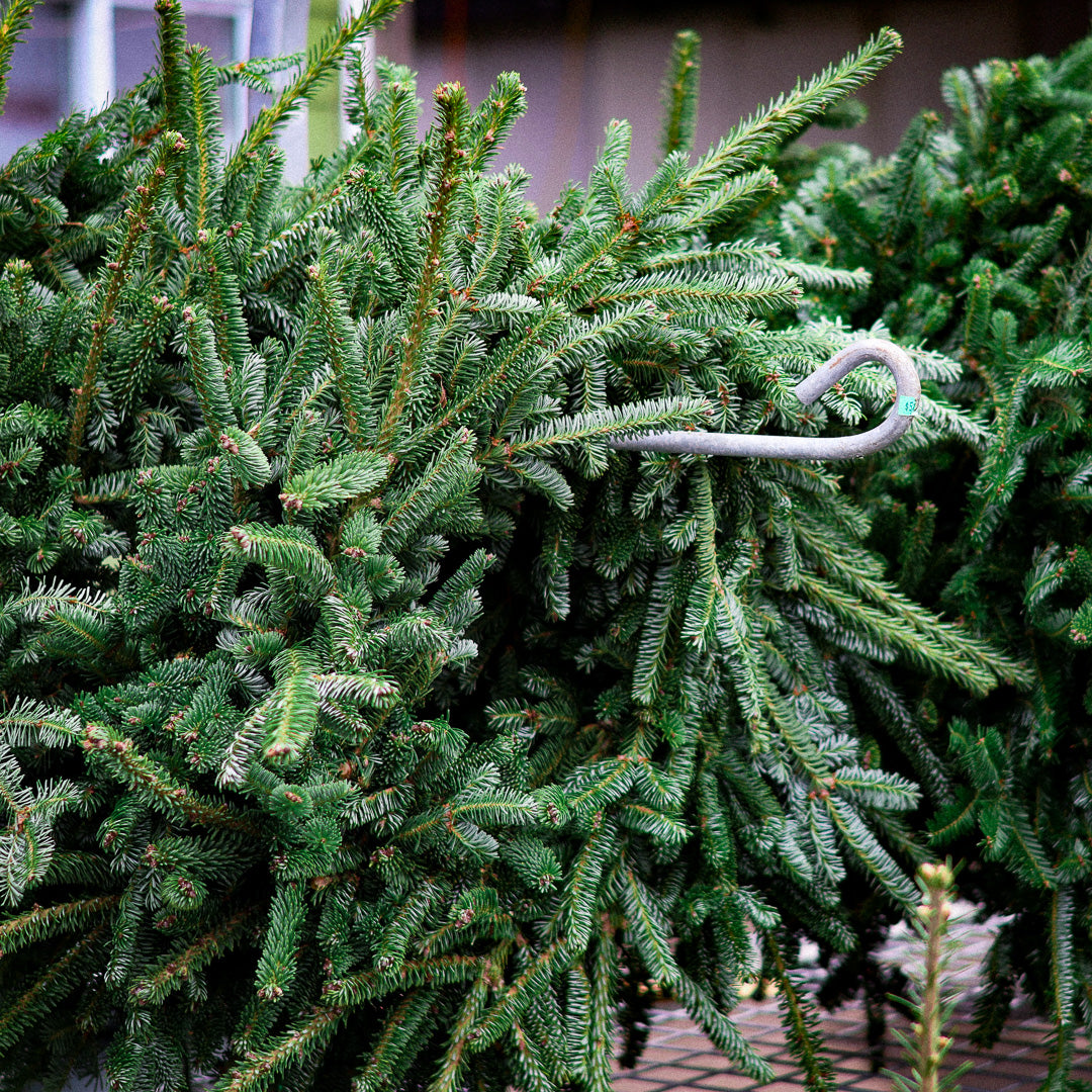 22'' Christmas wreath