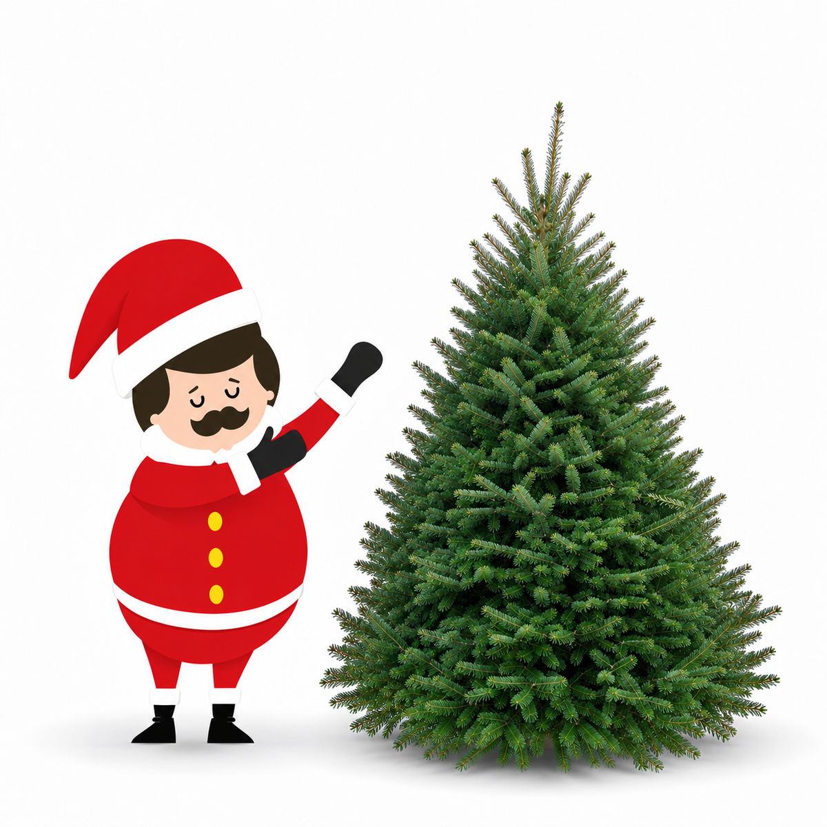 Sapin baumier