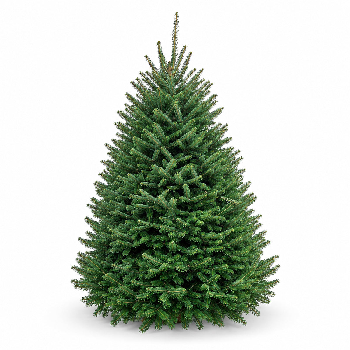 Sapin baumier