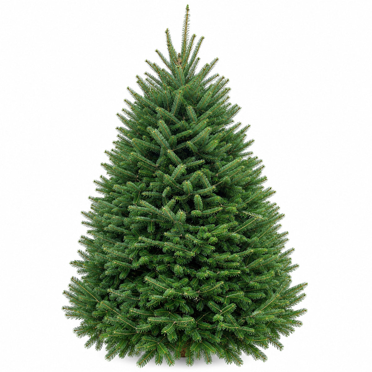 Sapin baumier