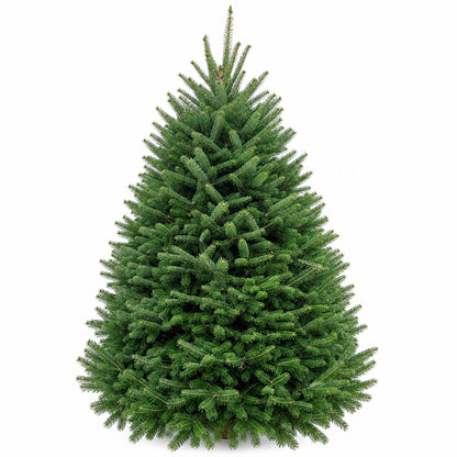 Sapin baumier