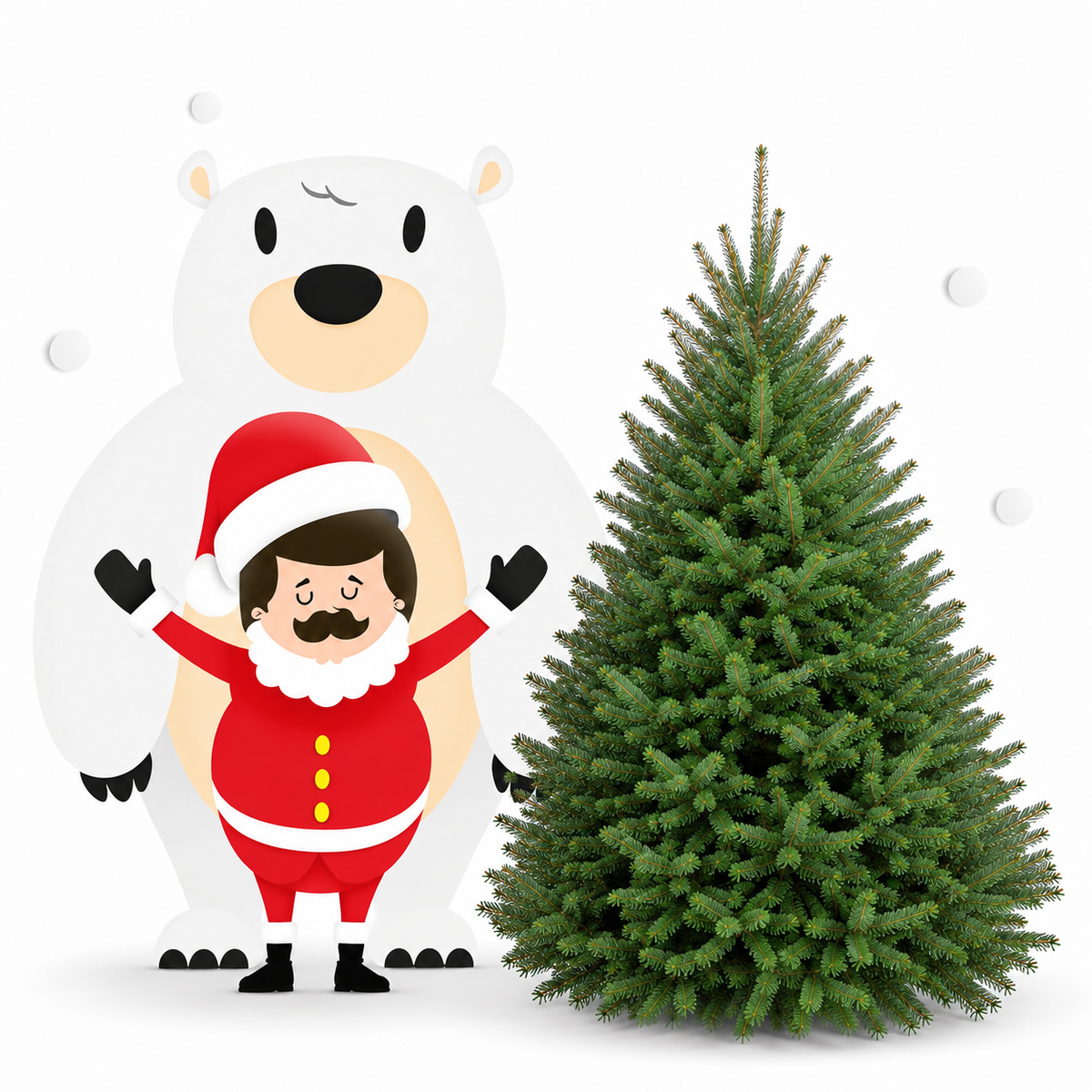 Sapin baumier