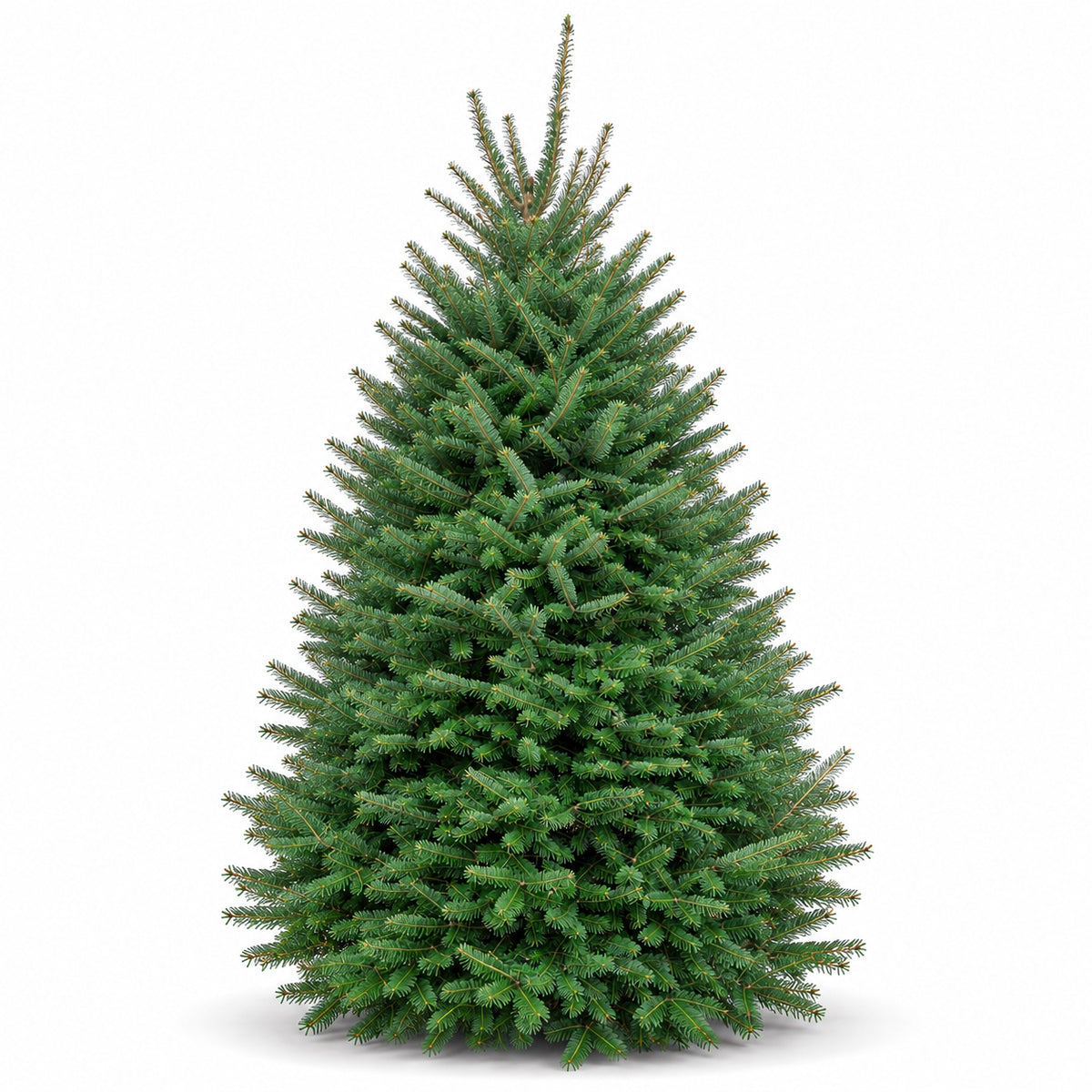 Sapin baumier