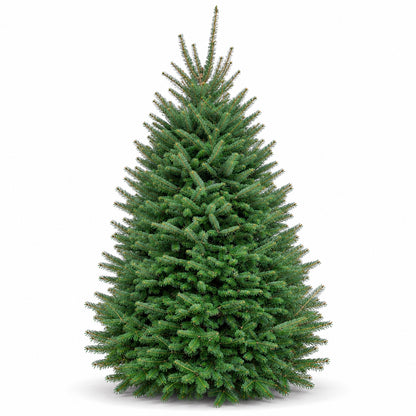 Sapin baumier