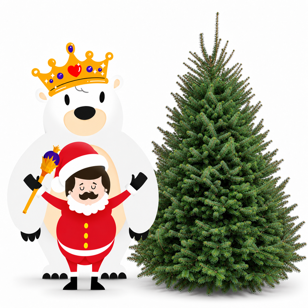 Sapin baumier