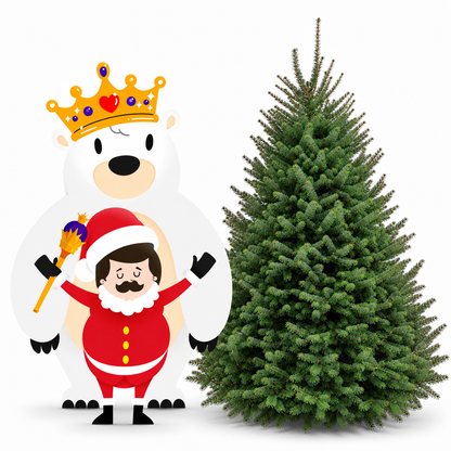 Sapin baumier
