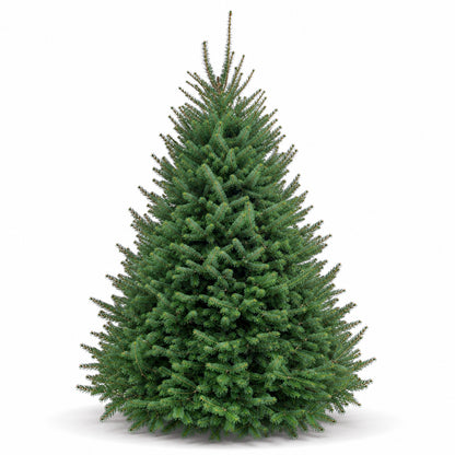Sapin baumier