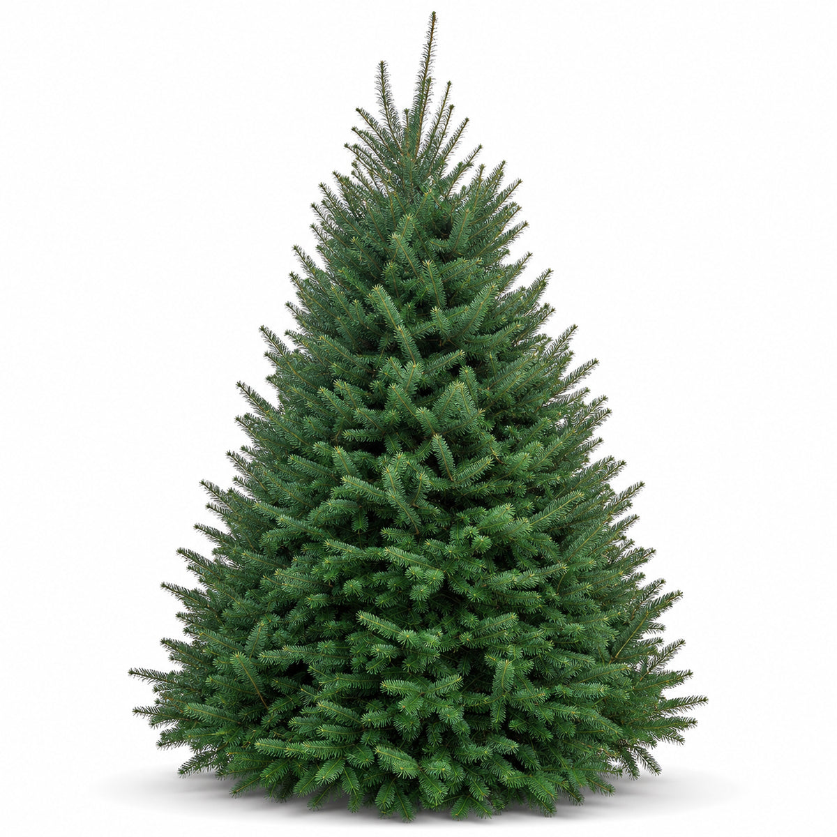 Sapin baumier