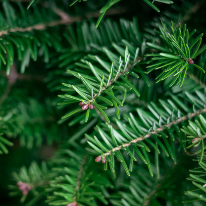 Balsam Fir