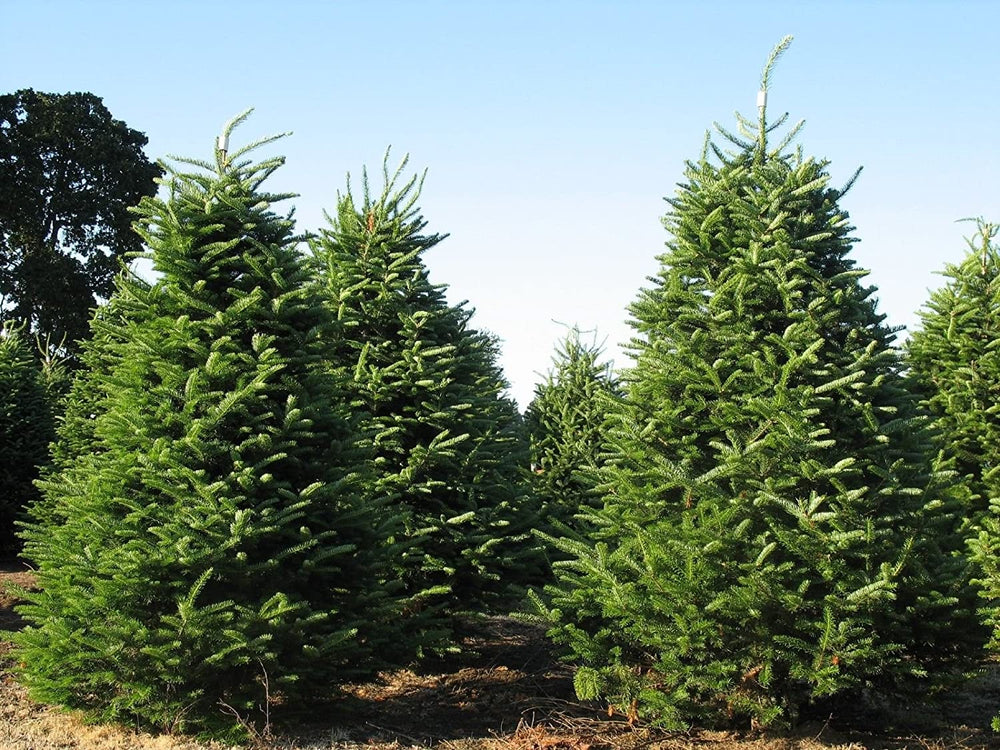 Sapins de Noël québécois sélectionnés selon notre standard Premium Plus