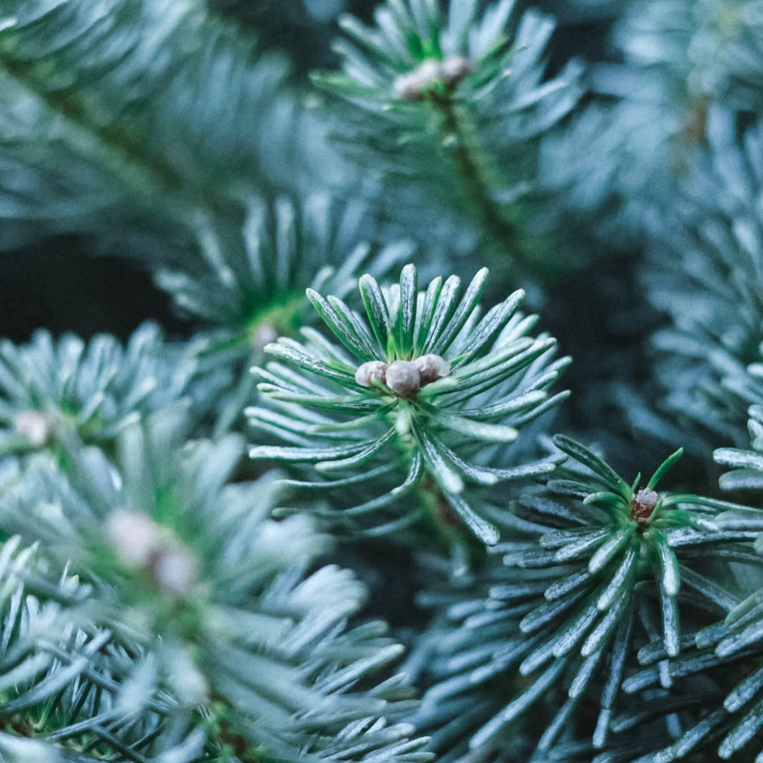 Sapin Lazio
