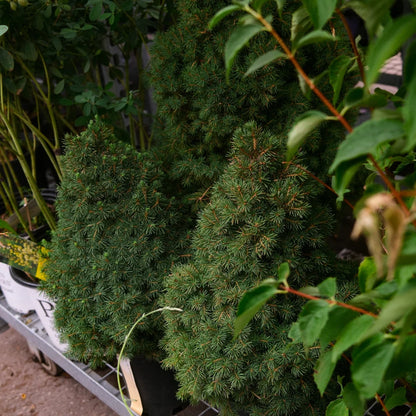 Épinette Blanche Conique (Picea glauca ‘Conica’)