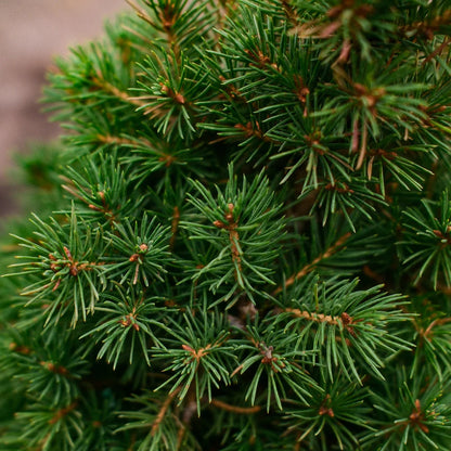 Épinette Blanche Conique (Picea glauca ‘Conica’)