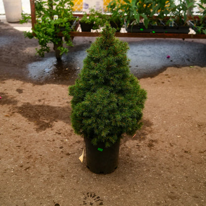 Épinette Blanche Conique (Picea glauca ‘Conica’)