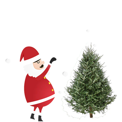 Fraser Fir
