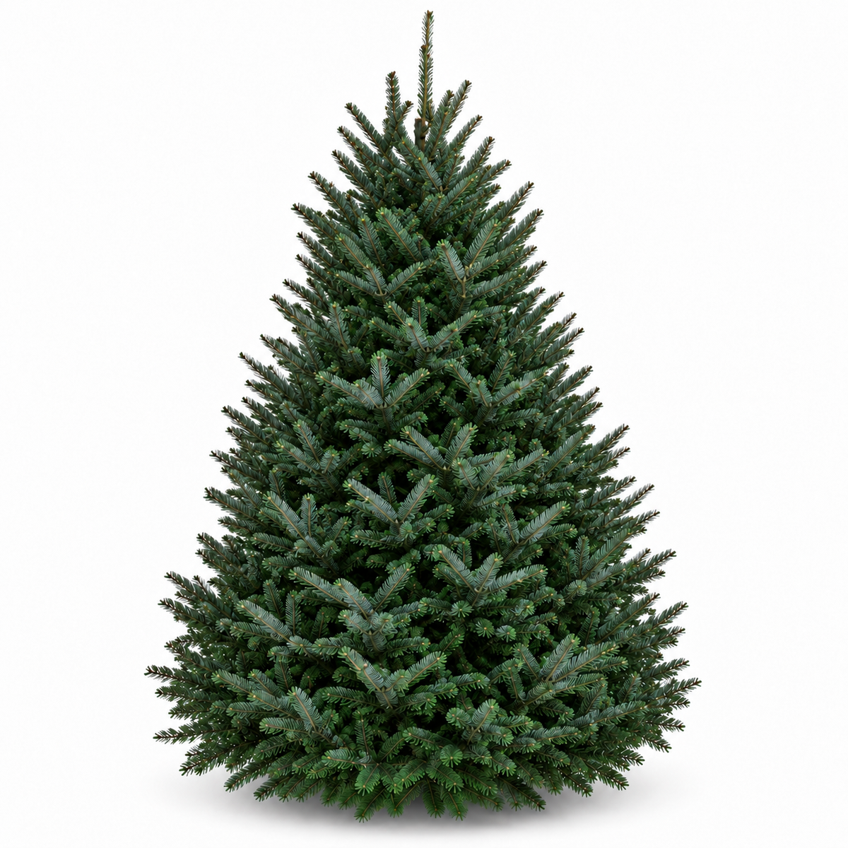 Sapin fraser 7-8 pieds sur fond blanc