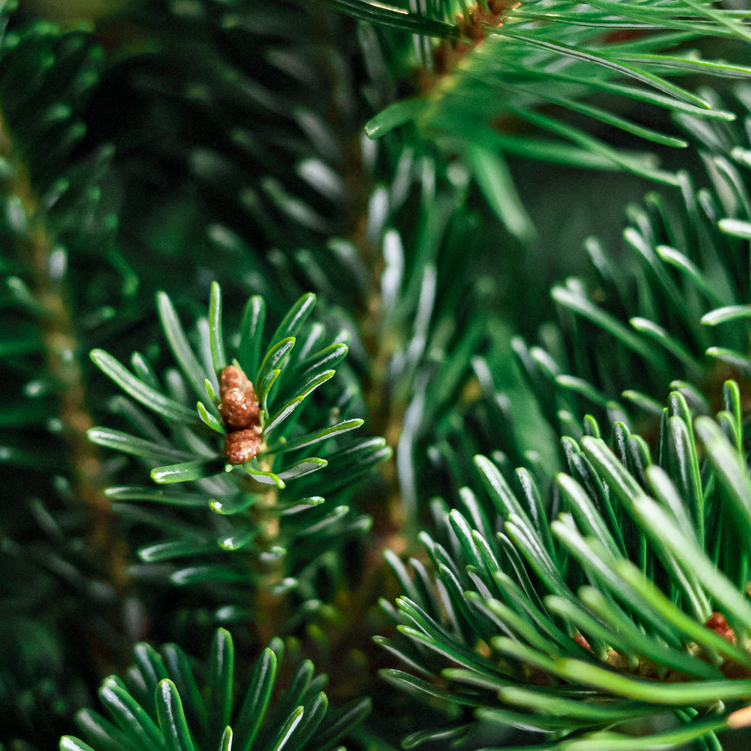 Fraser Fir