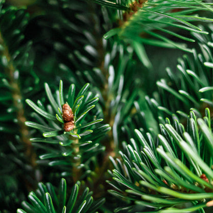 Fraser Fir