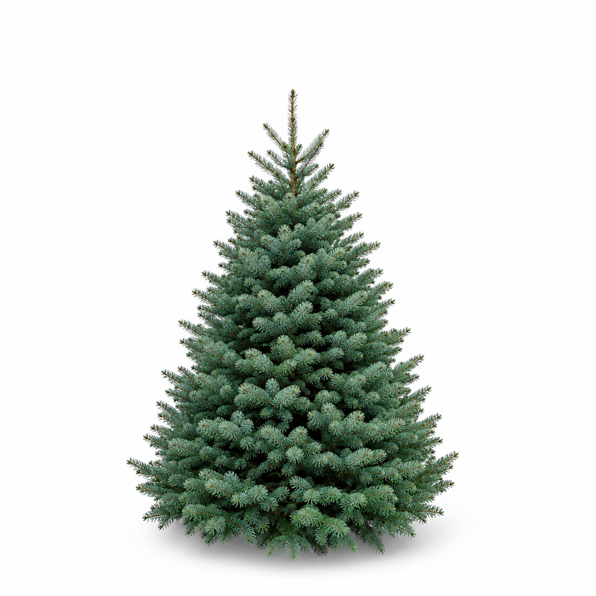 Sapin Lazio
