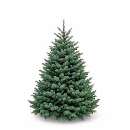 Sapin Lazio