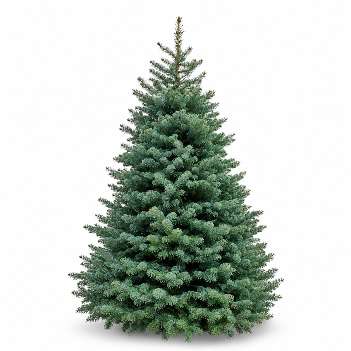 Sapin Lazio
