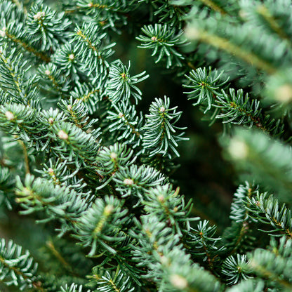 Sapin Lazio